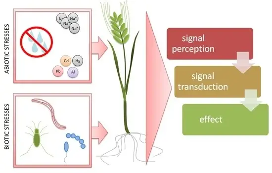 Signal Transduction in Plants