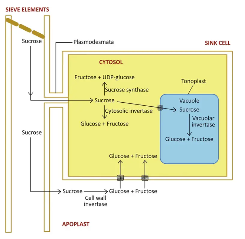 Diagram showing sucrose catabolism by either invertase or sucrose synthase. 