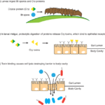 The mechanism of Bt toxicity