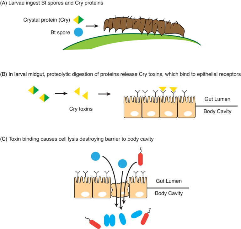 The mechanism of Bt toxicity