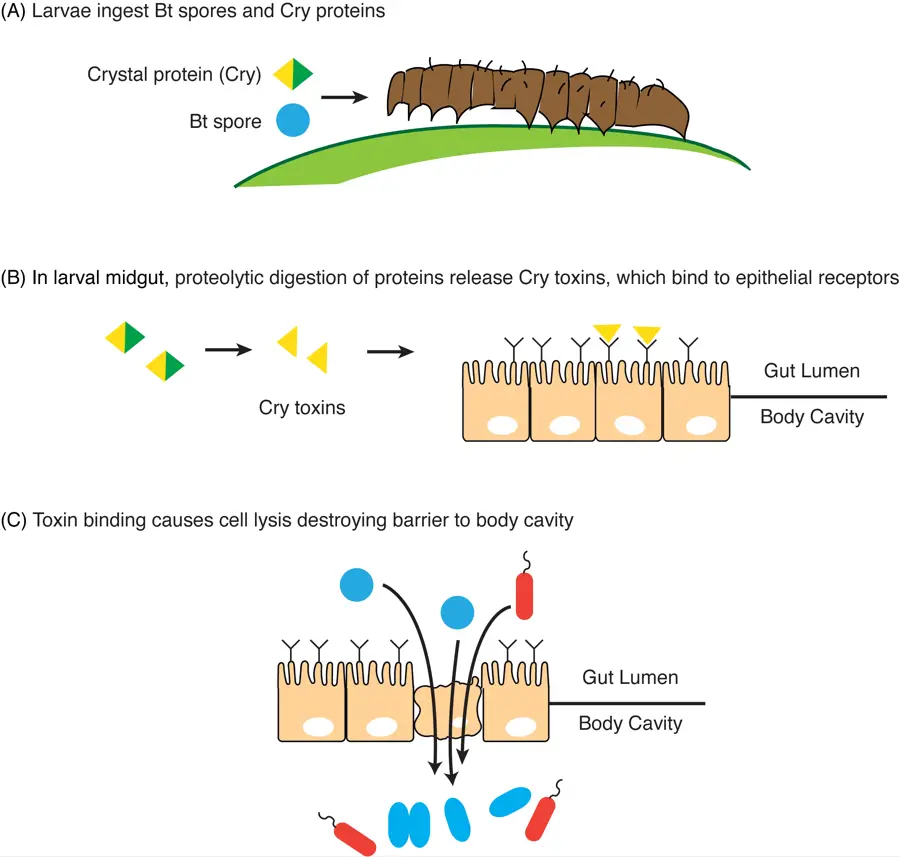 The mechanism of Bt toxicity