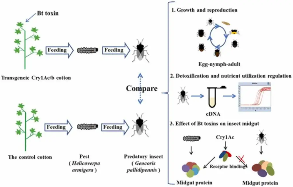 Development of Bt Cotton