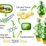 Transgenics in Crop Improvement