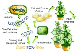 Transgenics in Crop Improvement – Insect, Viral, Disease, Abiotic Stresses resistance