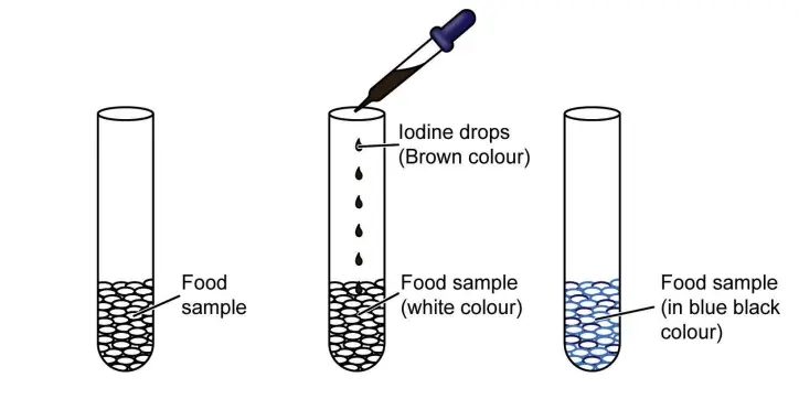  Test to check the presence of starch in the food sample. 