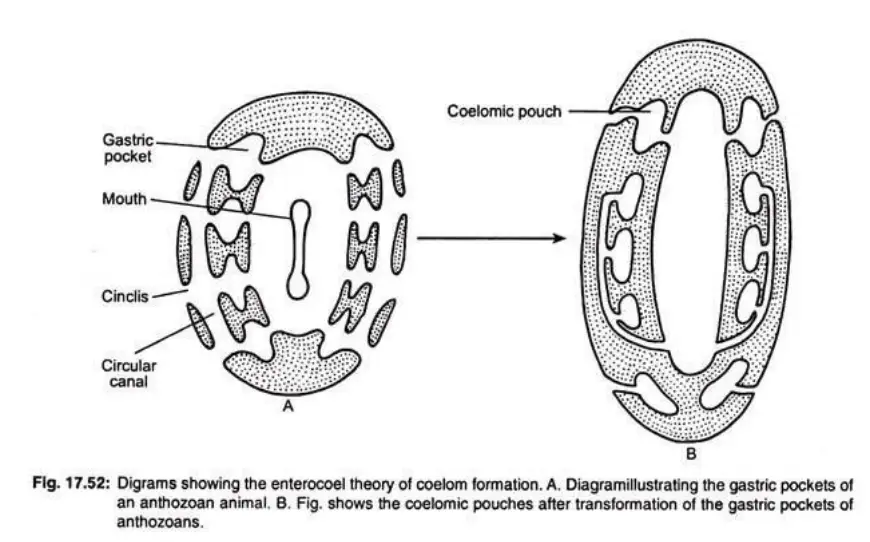 Views Regarding the Coelom Formation