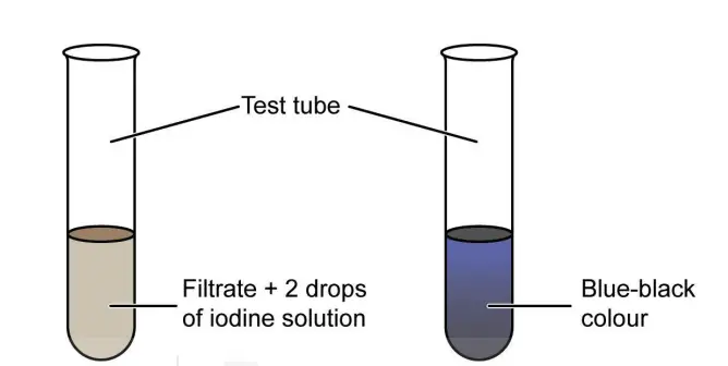 Test to check the presence of starch in the food extract