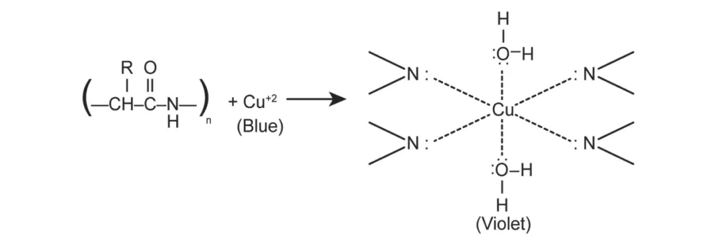  Principle of Biuret test for the presence of proteins. 