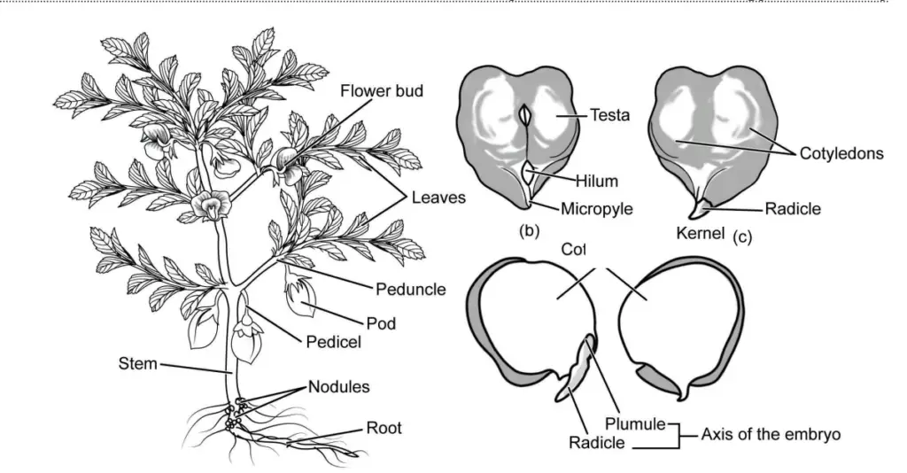 Gram plant