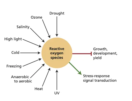 Dual role of reactive oxygen species (ROS)
during abiotic stress