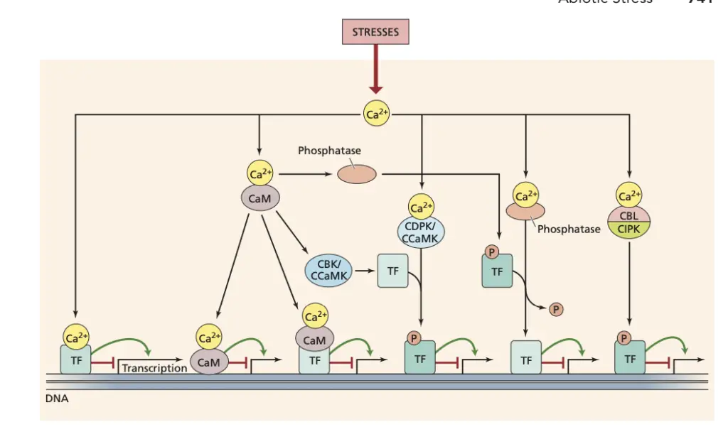 Stress-induced elevation of cellular calcium can regulate transcription by various mechanisms.