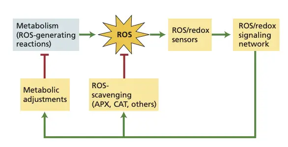 Basic ROS cycle.