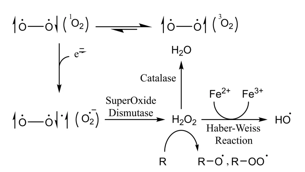 Chemistry of in vivo conversion of oxygen molecule to several ROS