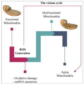 Reactive Oxygen Species (ROS) - Definition, Types, chemistry, Defence ...