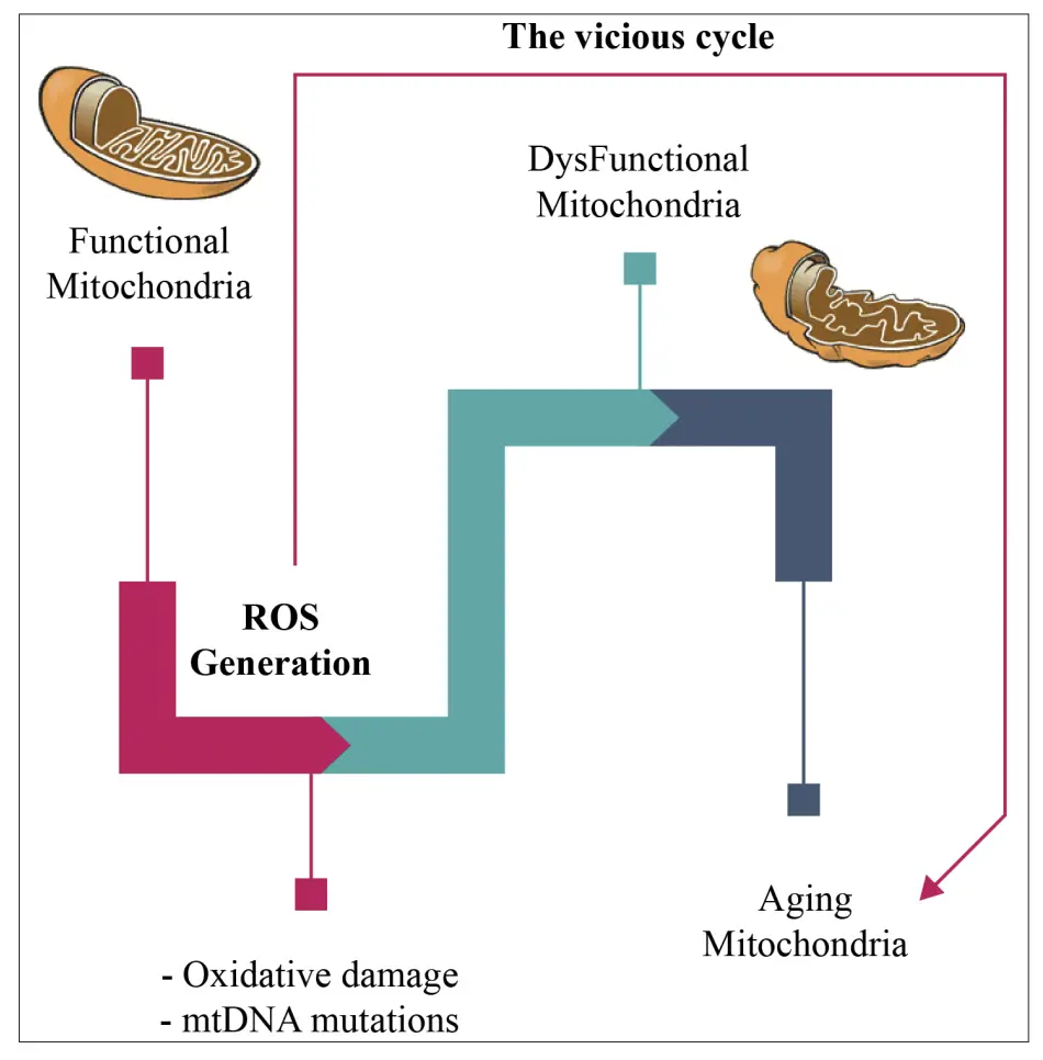  Schematic representation of the mitochondrial free radical theory