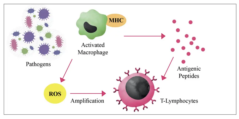 Reactive Oxygen Species (ROS) - Definition, Types, chemistry, Defence ...