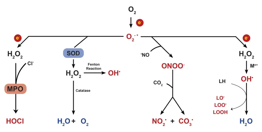 Reduction of oxygen and its byproducts.
