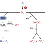 Reduction of oxygen and its byproducts.