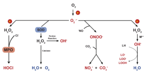 Reactive Oxygen Species (ROS) – Definition, Types, chemistry, Defence, Roles