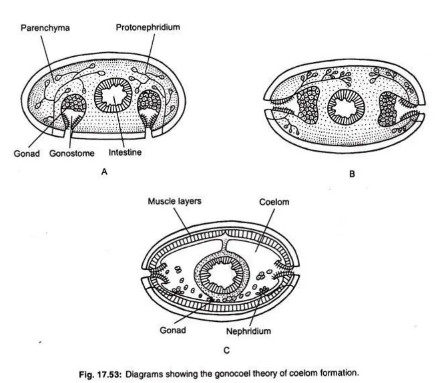 Views Regarding the Coelom Formation