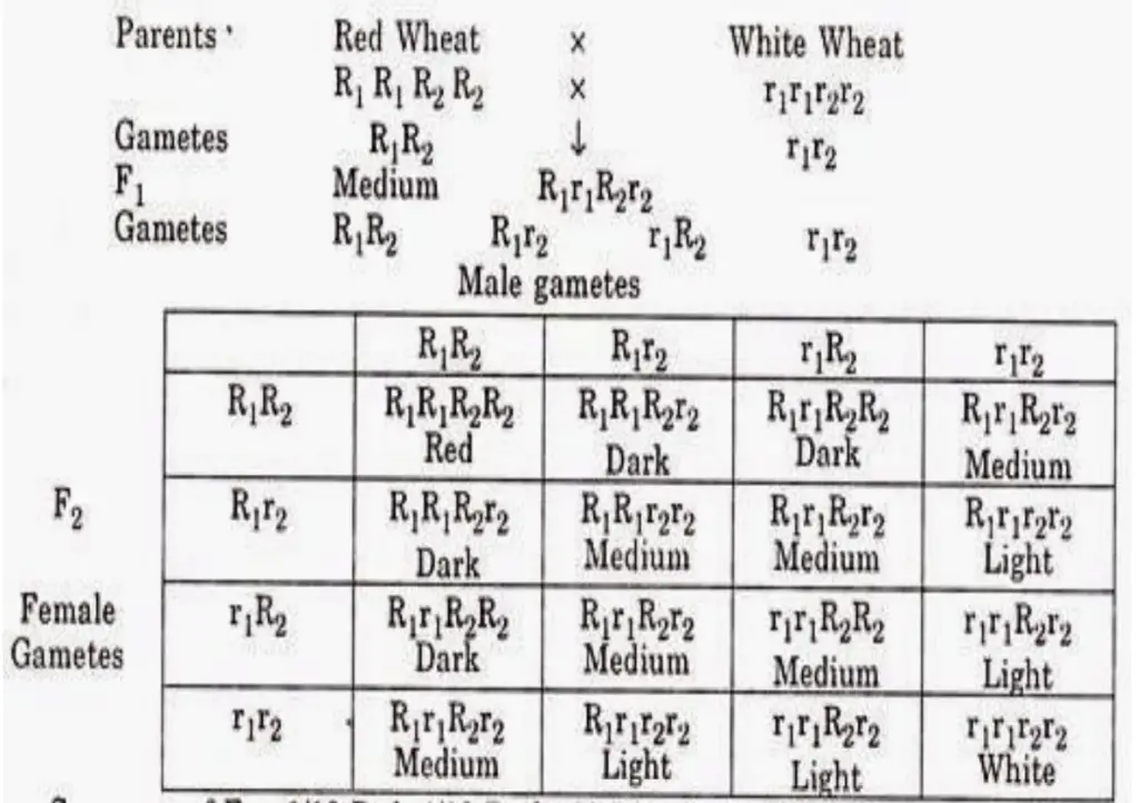 Kernel Colour in Wheat