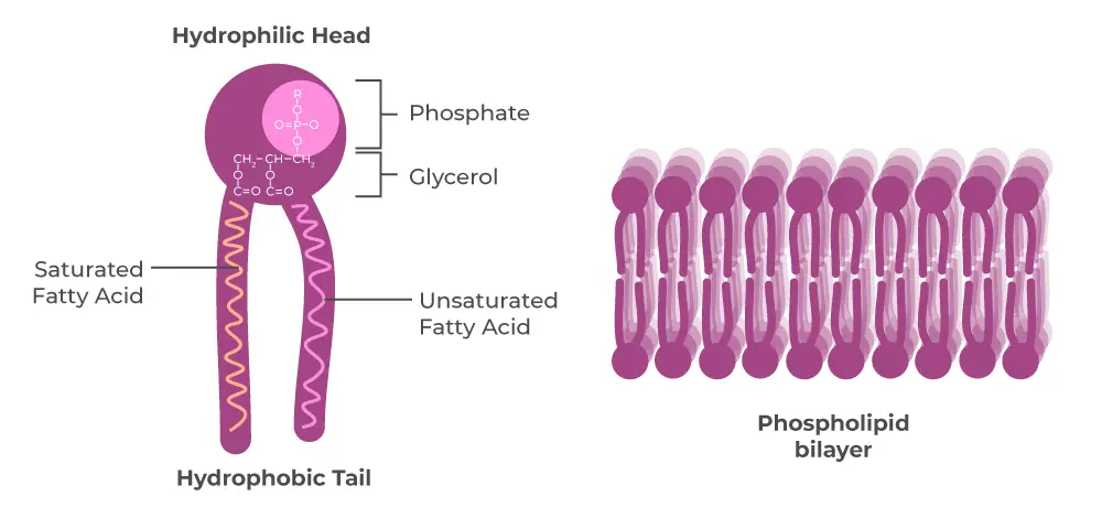 Lipids