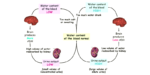 Osmoregulation - Definition, Types, Mechanism, Importance - Biology ...