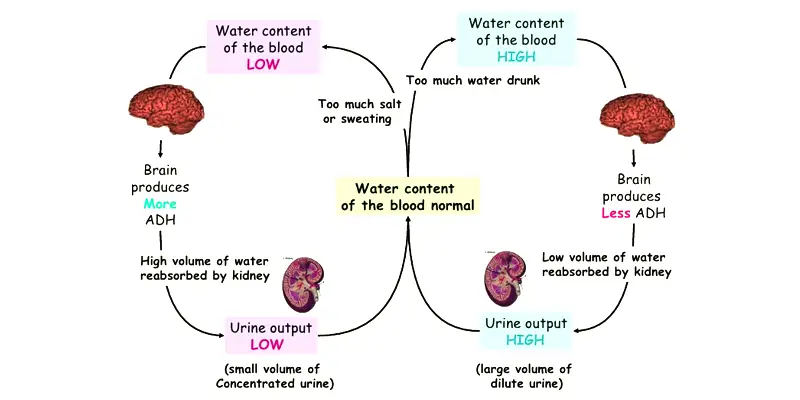 Osmoregulation in humans

