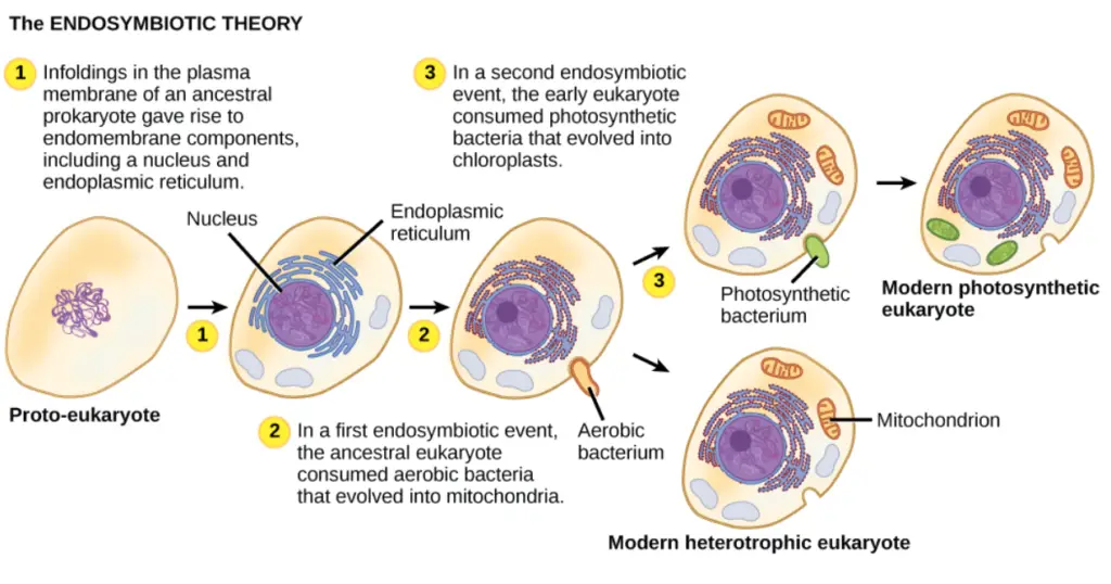 Endosymbiotic Theory