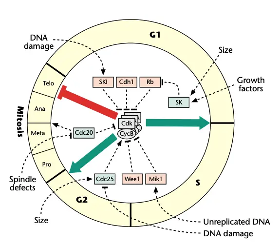 Accelerators (green) and brakes (red) of the cell cycle engine. Checkpoint pathways (dashed lines) modulate the activities of the accelerators and brakes. Pro, prophase; Meta, metaphase; Ana, anaphase; Telo, telophase; CKI, cyclin kinase inhibitor; DNA, deoxyribonucleic acid; Rb, retinoblastoma protein; Sk, starter kinase.