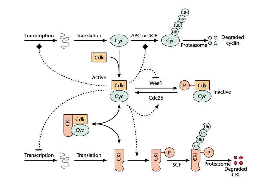 Three different ways to regulate cyclin-dependent kinase (Cdk) activity. Continuous arrows represent chemical transformations, while dashed arrows indicate regulatory signals (arrowhead indicates activation, blunt end indicates inhibition, diamond head indicates both activatory and inhibitory effects). APC, anaphase-promoting complex; CKI, cyclin dependent kinase inhibitor; SCF, Skp1–Cullin–Fbox protein complex; Ub, ubiquitin.