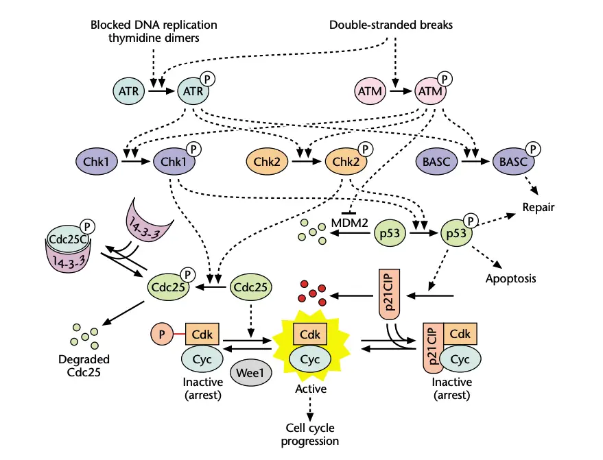 Mammalian checkpoint pathways that block cell cycle progression as a consequence of blocked deoxyribonucleic acid (DNA) replication and
DNA damage. CIP, Cdk-interacting protein.