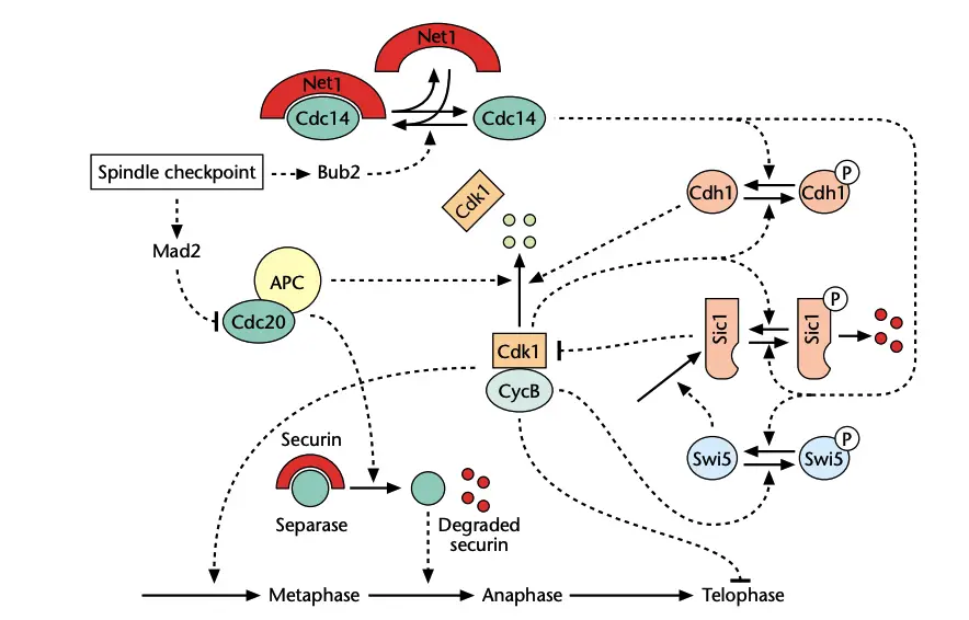 Checkpoint pathways that block mitotic transitions as a consequence of spindle damage. APC, anaphase-promoting complex.