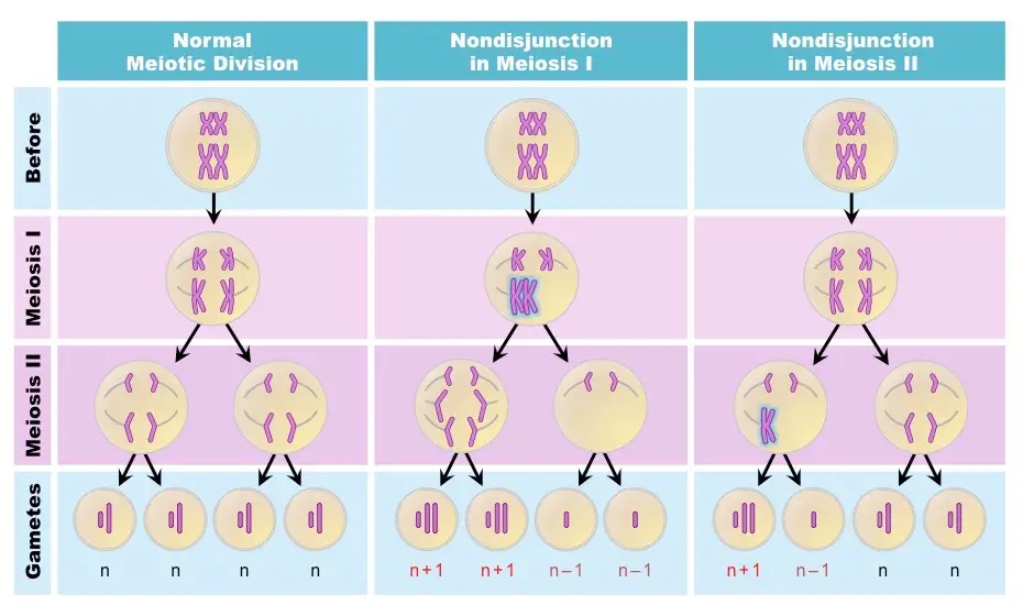 Nondisjunction