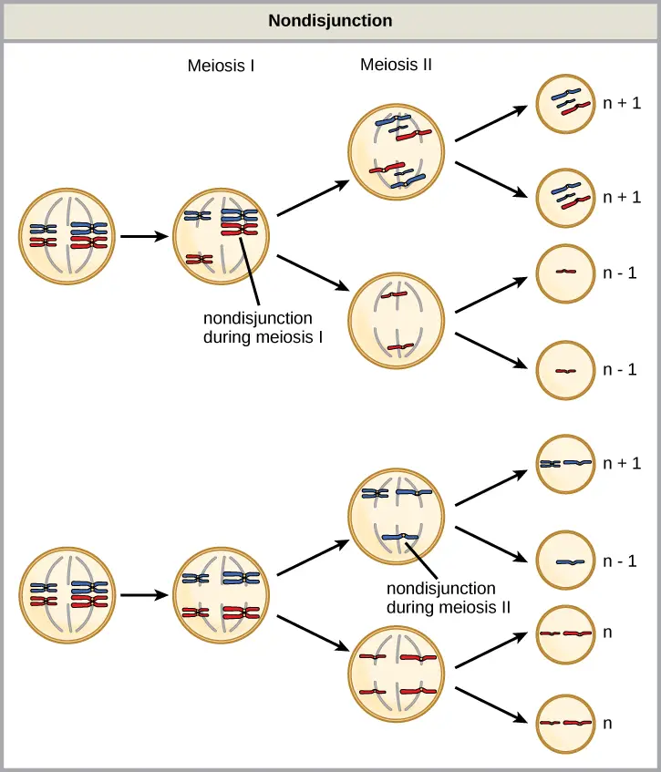 Nondisjunction occurs when homologous chromosomes or sister chromatids fail to separate during meiosis, resulting in an abnormal chromosome number. Nondisjunction may occur during meiosis I or meiosis II.