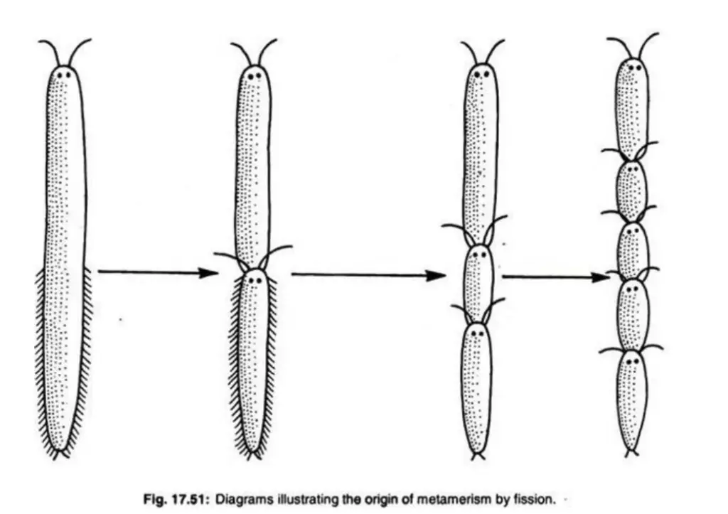 Origin of Metamerism