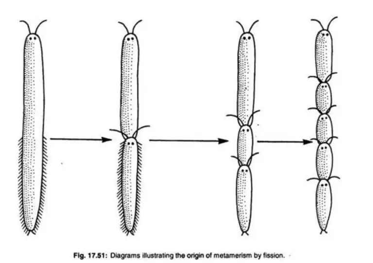 Introduction To Coelomates Metamerism - Biology Notes Online