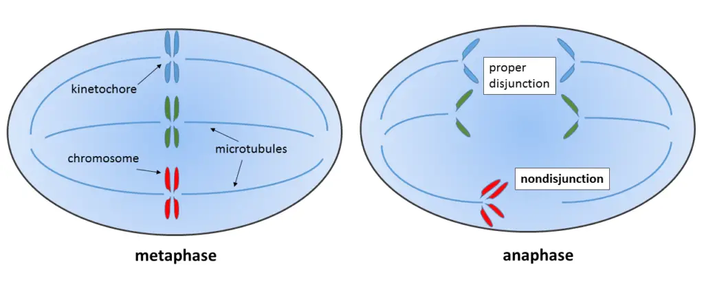 Nondisjunction of sister chromatids during mitosis