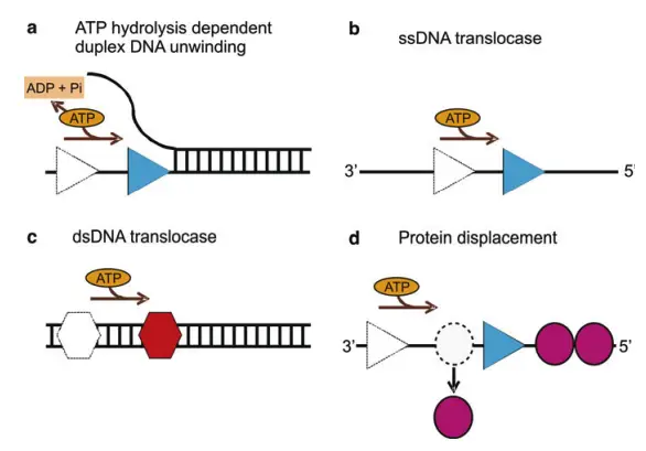 Biochemical Properties of Helicases: (a) Helicase (blue triangle) unwinds duplex DNA by hydrolyzing ATP, using the energy to separate the strands into single strands. (b) An ssDNA translocase (blue triangle) moves directionally along DNA, driven by ATP binding and hydrolysis, with translocation occurring in either the 3’–5’ or 5’–3’ direction. (c) A dsDNA translocase (red hexagon) advances along double-stranded DNA. (d) Helicases can displace proteins (magenta circles) bound to the DNA strand due to their directional movement (adapted from ref. [45]).






