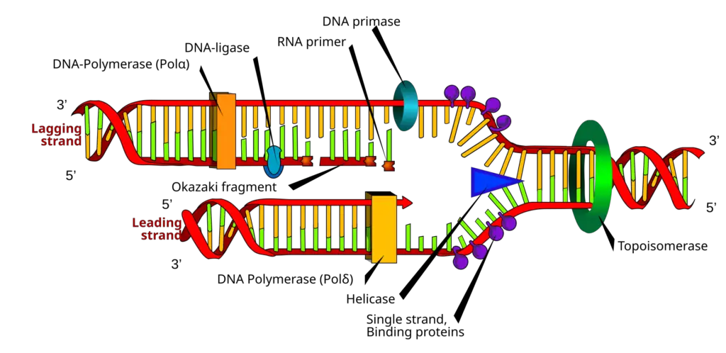 Helicase (blue triangle) separates the intertwined DNA strands so that daughter strands can form.

