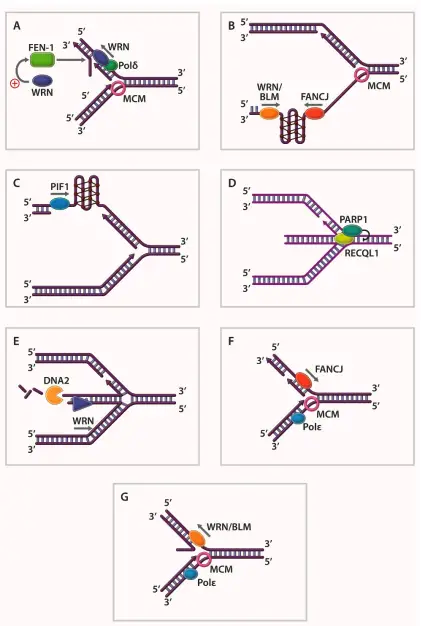 DNA Helicase Action on Replication Fork Structures