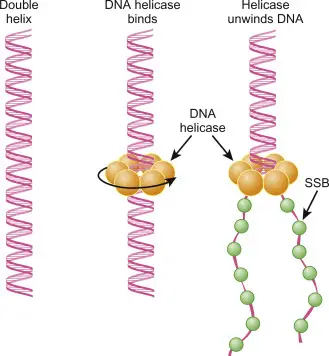 DNA Helicase