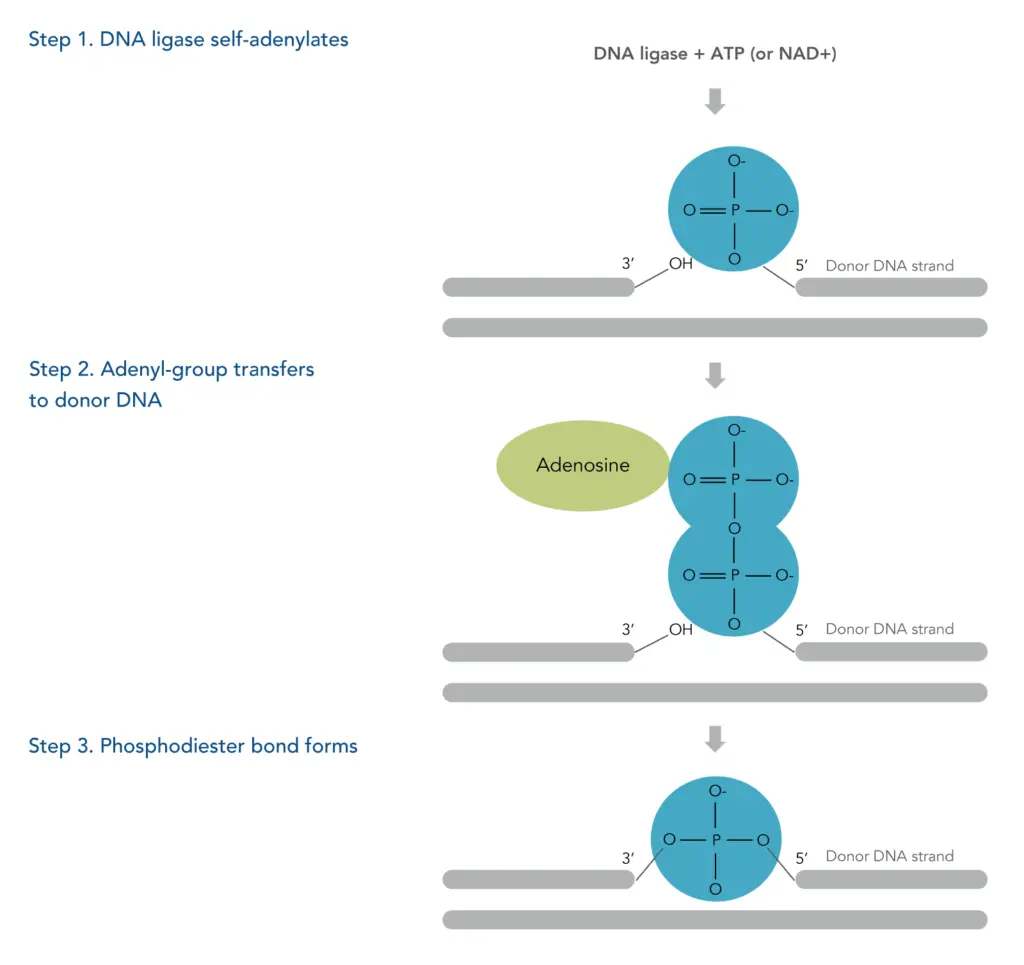 Schematic of DNA ligase forming a phosphodiester bond in nicked double-stranded DNA.