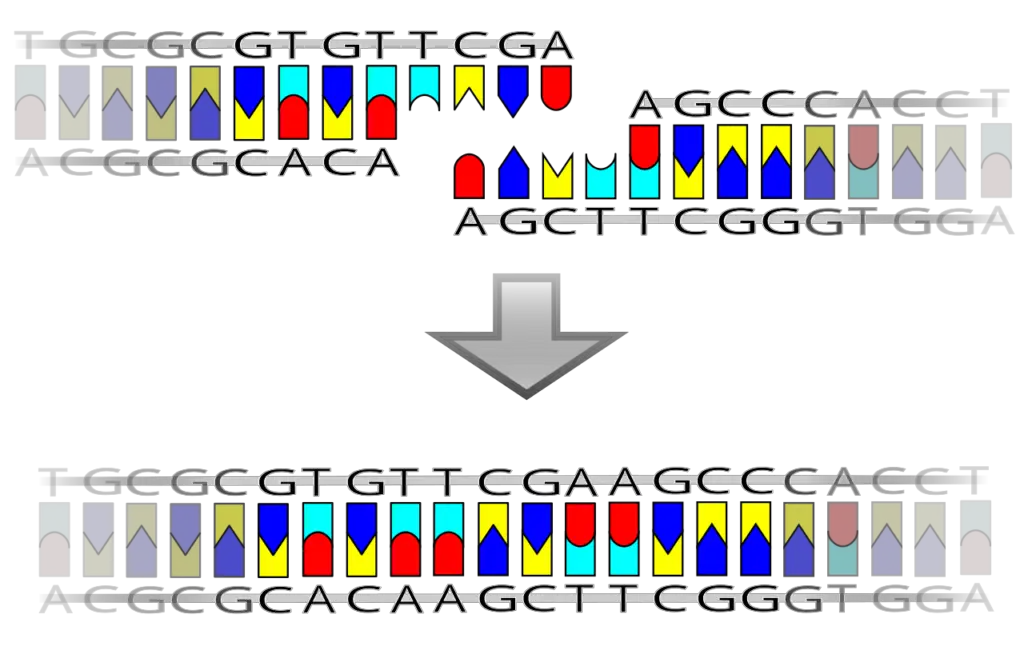 A pictorial example of how a ligase works (with sticky ends)

