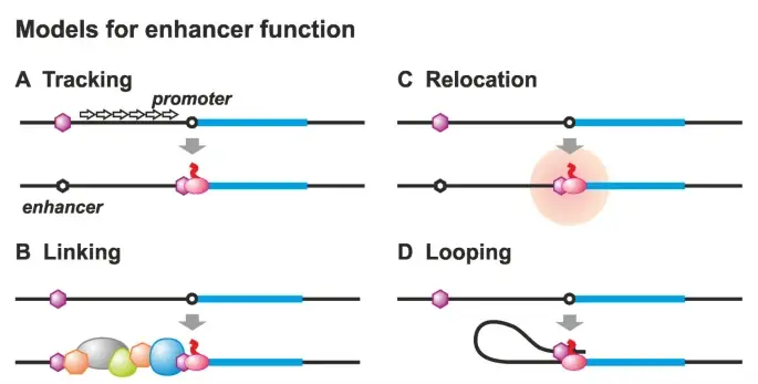 Existing models for the function of enhancers