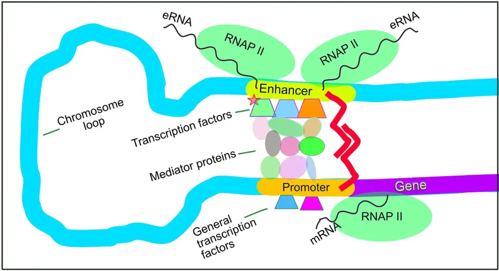 Regulation of transcription in mammals