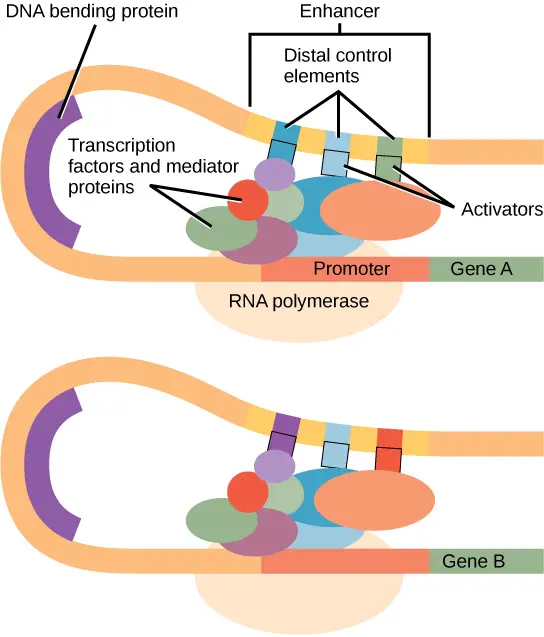 Enhancers: An enhancer is a DNA sequence that promotes transcription.