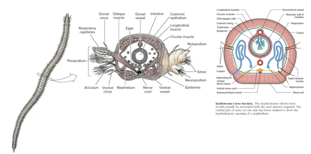 Excretion in Annelida 