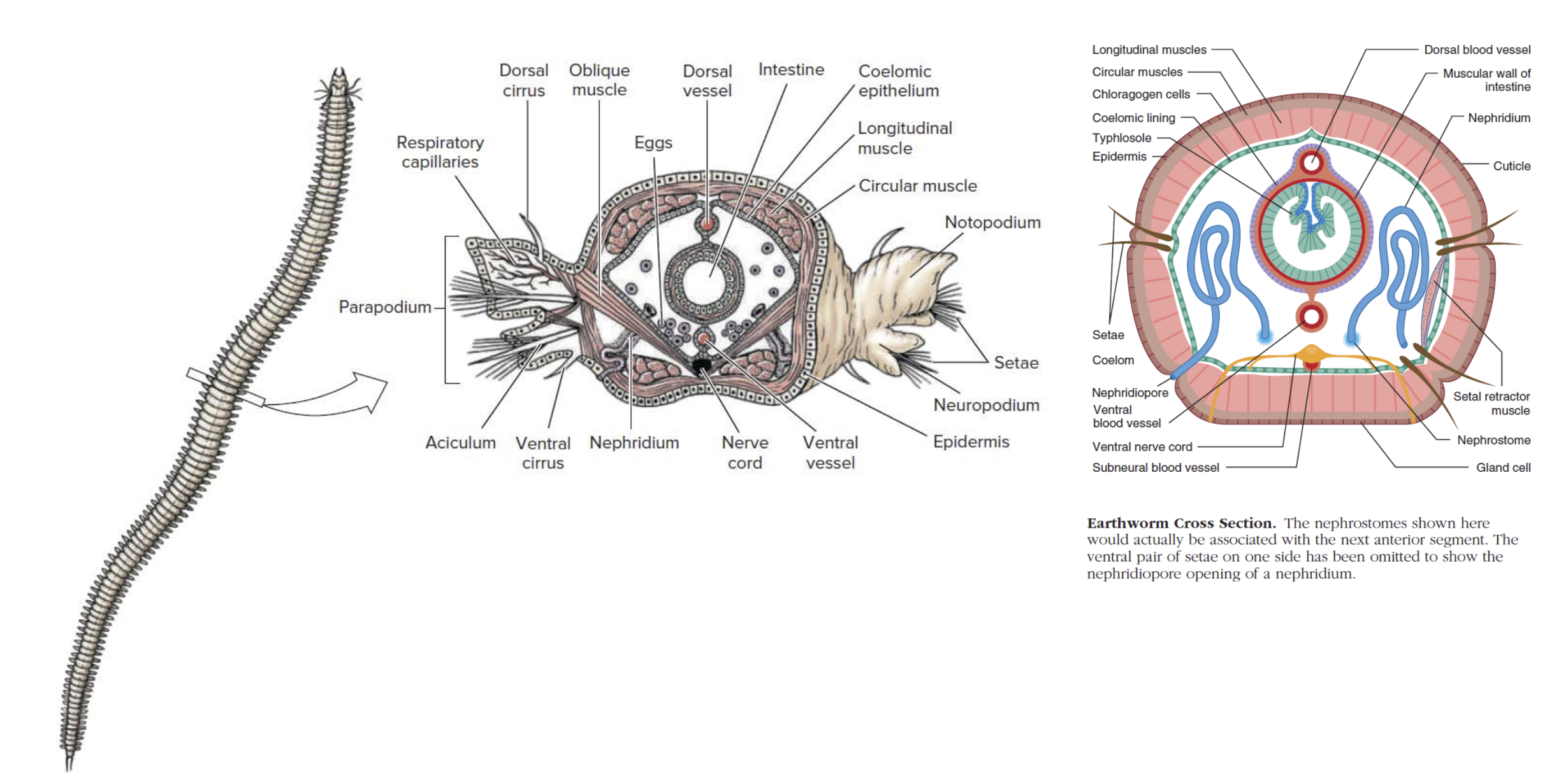 Excretion in Annelida