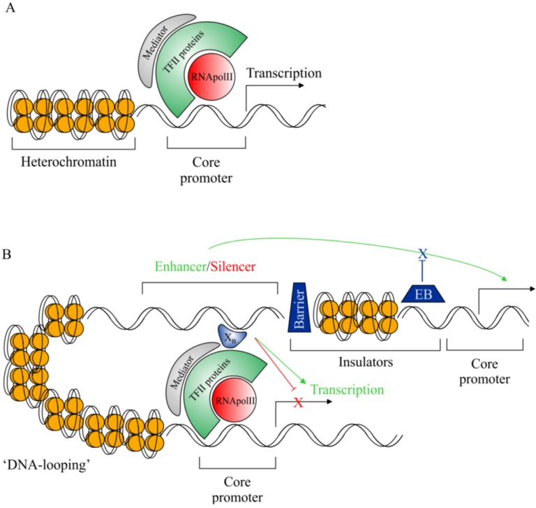 Enhancers and silencers - Definition, Location, Examples, Functions ...